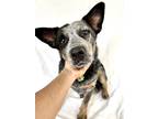 Adopt Samson a Gray/Blue/Silver/Salt & Pepper Australian Cattle Dog / Mixed dog