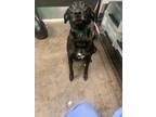 Adopt Berry a Black Labrador Retriever / Mixed dog in Florence, AL (38510344)