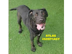 Adopt Atlas a Brindle Labrador Retriever / Mixed dog in Wilkes Barre