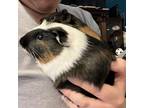 Adopt Cookie and Brookie a Guinea Pig small animal in N Las Vegas, NV (38510038)