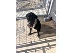 Adopt Wyatt a Labrador Retriever / Mixed Breed (Medium) / Mixed dog in