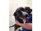 Adopt Sweetums a Black American Pit Bull Terrier / Labrador Retriever / Mixed