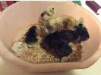 chicks, houdan, cemani, and more