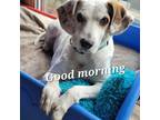 Adopt Hopper a White - with Tan, Yellow or Fawn Coonhound / Pointer / Mixed dog