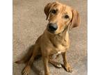 Adopt Daisy 2 a Tan/Yellow/Fawn Retriever (Unknown Type) / Mixed dog in Midland