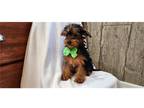 Yorkshire Terrier Puppy for sale in Kirksville, MO, USA