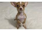 Chihuahua Puppy for sale in Wilkes Barre, PA, USA