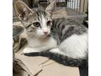 Adopt Mel Gibson (Tumble) a Gray or Blue American Shorthair / Mixed cat in