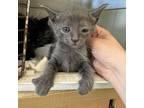 Adopt Pete Hornberger a Gray or Blue Domestic Shorthair / Mixed cat in St.