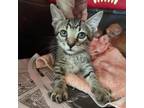 Adopt Harry Styles a Gray or Blue Domestic Shorthair / Mixed cat in St.