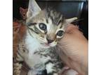 Adopt Zayn Malik a Gray or Blue Domestic Shorthair / Mixed cat in St.