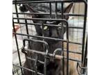 Adopt Daisy a All Black Domestic Shorthair / Mixed cat in St.