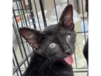 Adopt Yoshi a All Black Domestic Shorthair / Mixed cat in St.