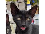 Adopt Luigi a All Black Domestic Shorthair / Mixed cat in St.