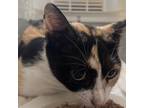 Adopt Marry Poppins a Calico or Dilute Calico Domestic Shorthair / Mixed cat in