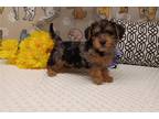 Yorkshire Terrier Puppy for sale in Mansfield, OH, USA