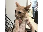 Adopt Tim Horton a Tan or Fawn Tabby Domestic Shorthair / Mixed cat in St.
