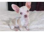 Chihuahua Puppy for sale in Wilkes Barre, PA, USA