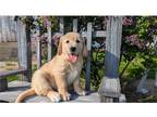 Golden Retriever Puppy for sale in Evansville, IN, USA