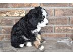 Mutt Puppy for sale in Mansfield, OH, USA