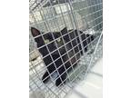 Adopt Benefit - Barn Cat a All Black Domestic Shorthair / Domestic Shorthair /