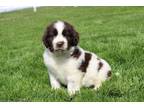 Newfoundland Puppy for sale in Canton, OH, USA