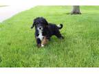 Aussiedoodle Puppy for sale in Fort Wayne, IN, USA