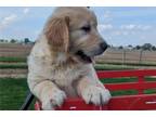 Golden Retriever Puppy for sale in Evansville, IN, USA