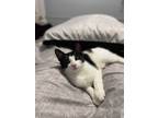 Adopt Chance and Cactus Jackie a Black & White or Tuxedo Domestic Shorthair