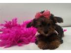 Yorkshire Terrier Puppy for sale in Kirksville, MO, USA