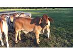 brahman and jersey calves available