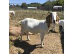 Adopt Peridot (Peri) a Goat farm-type animal in Fairport, NY (35808457)