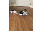 Adopt Liam a Gray, Blue or Silver Tabby Domestic Mediumhair / Mixed (medium