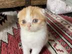 Scottish Fold Female Red Tabby And White