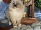 Pure Bred Ragdoll Mitted Seal Point Male