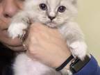 Bicolor Mitted With Blaze Male Ragdoll