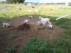 Baby buckling goats