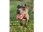 Adopt Dexter a American Pit Bull Terrier / Mixed dog in Lexington, KY (36636871)