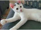 Adopt Groot a White (Mostly) Domestic Shorthair (short coat) cat in North