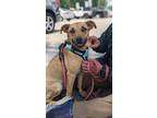 Adopt Delores a Brown/Chocolate - with Black Black Mouth Cur / Mixed Breed