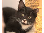 Adopt Hart a All Black Domestic Shorthair / Mixed Breed (Medium) / Mixed (short