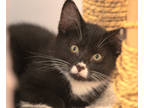 Adopt Hart a All Black Domestic Shorthair / Domestic Shorthair / Mixed cat in