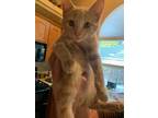 Adopt Bubba a Orange or Red Tabby Domestic Shorthair (short coat) cat in Palo