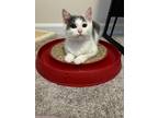Adopt Kiri a Gray or Blue (Mostly) Domestic Shorthair (short coat) cat in Great