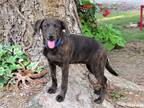 Adopt TULIP a Brindle Labrador Retriever / Mixed dog in HARRISBURG