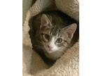 Adopt Bella a Brown Tabby Domestic Shorthair (short coat) cat in Palo Cedro