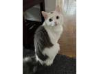 Adopt Max a White Domestic Mediumhair / Domestic Shorthair / Mixed cat in