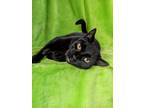 Adopt Willy a All Black Domestic Shorthair / Domestic Shorthair / Mixed (short