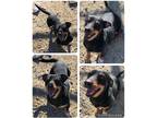 Adopt Talia a Black - with Brown, Red, Golden, Orange or Chestnut Mixed Breed