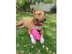 Adopt Miley a Tan/Yellow/Fawn Mixed Breed (Medium) / Mixed dog in Lauderhill